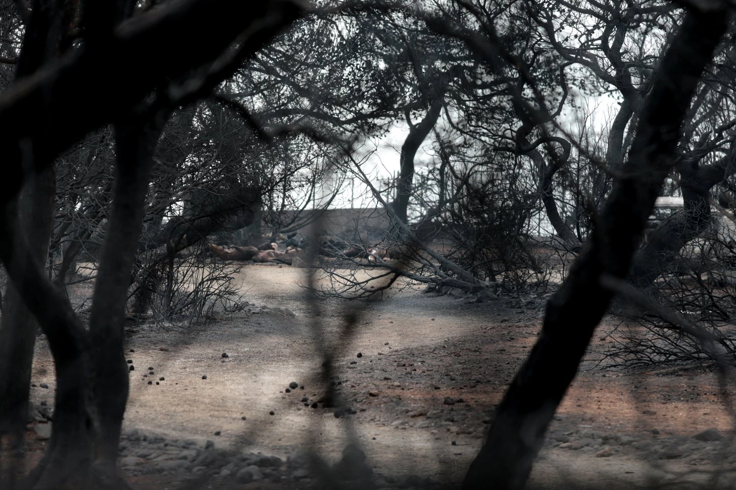 Αποκάλυψη-σοκ – «Μην γράφετε για νεκρούς!» – Απίστευτη απαίτηση Υπουργού – Δήμαρχος Ραφήνας: «Θα έχουμε 120 θύματα»